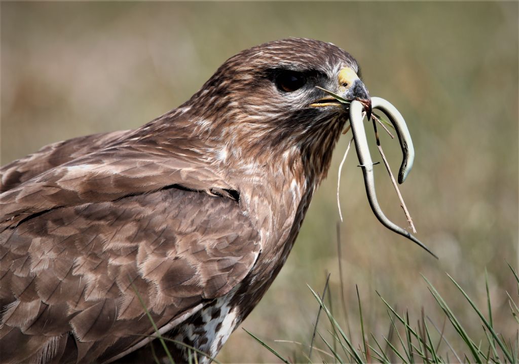Poiana: caccia riuscita e Luscengola catturata